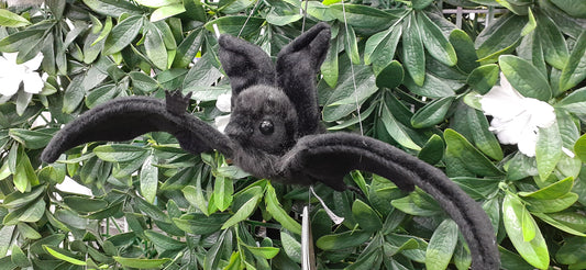 Black Bat Hanging