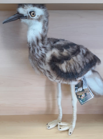 Bush Stone Curlew