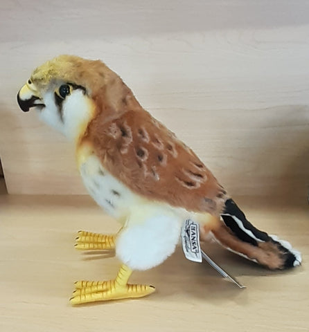 Nankeen Kestrel Falcon