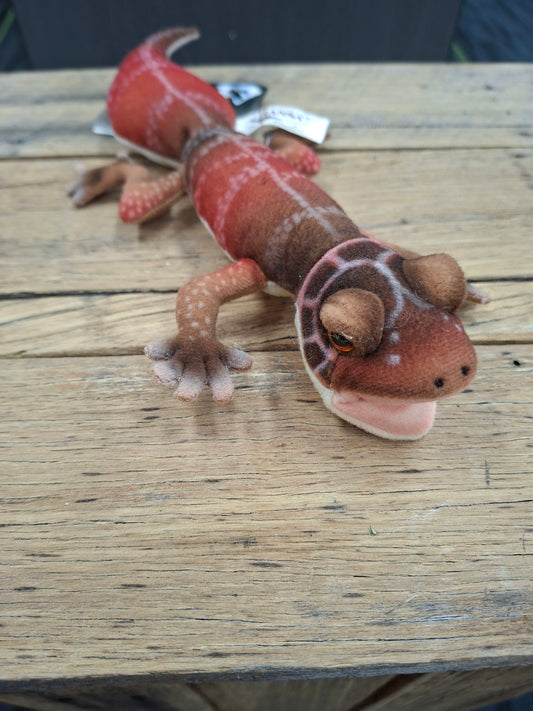 Knob Tail Gecko Hansa