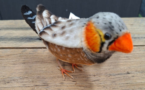 Zebra Finch
