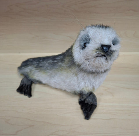 Australian Fur Seal Pup