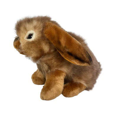 Cinnamon Lop Eared Rabbit