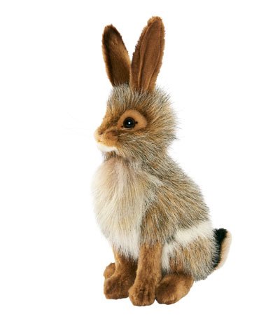 Bl Tailed Rabbit