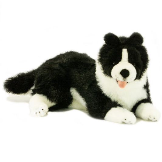 Starsky Border Collie