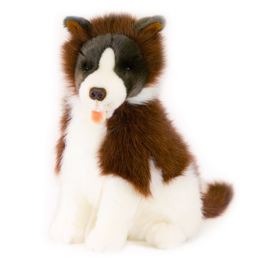 Brandy Border Collie