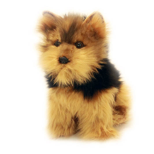 Archie Australian Terrier