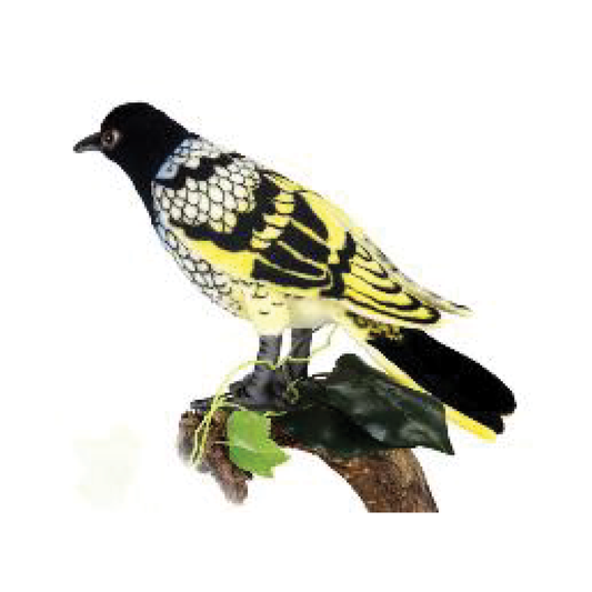 Regent Honey Eater Plush Hansa