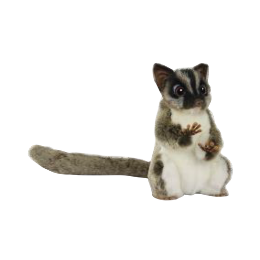 Sugar Glider Standing Hansa