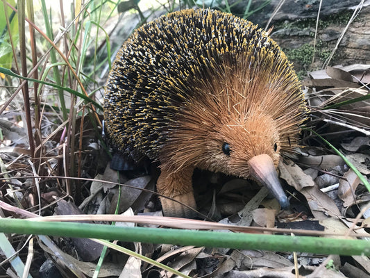 Bristle Brush Echidna Large