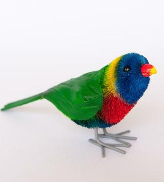 Lorikeet medium