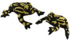 Corroboree Frog by Elka